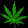 legalize cannabis... and the rest too ! weed leaf